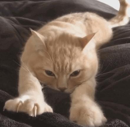 绝育了的公猫胆子小会跳窗吗,绝育的小公猫还叼小母猫怎么办