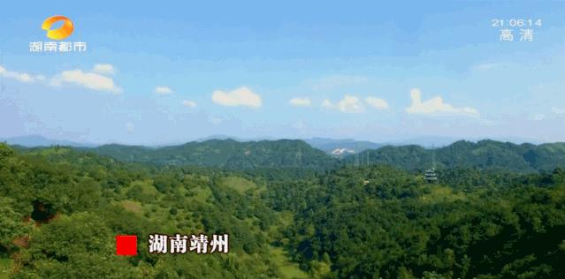 ​湘村发现|就在怀化，“江南第一梅”藏不住了！香甜多汁的秘密今天全告诉你...