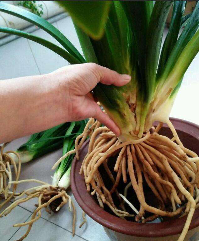 在给君子兰换盆时你的方法正确吗,君子兰换盆的最佳时间和方法图片