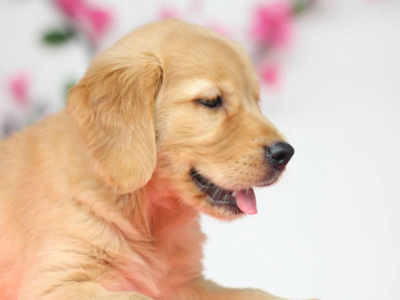 选金毛需要看父母么,怎么判断金毛犬的好坏