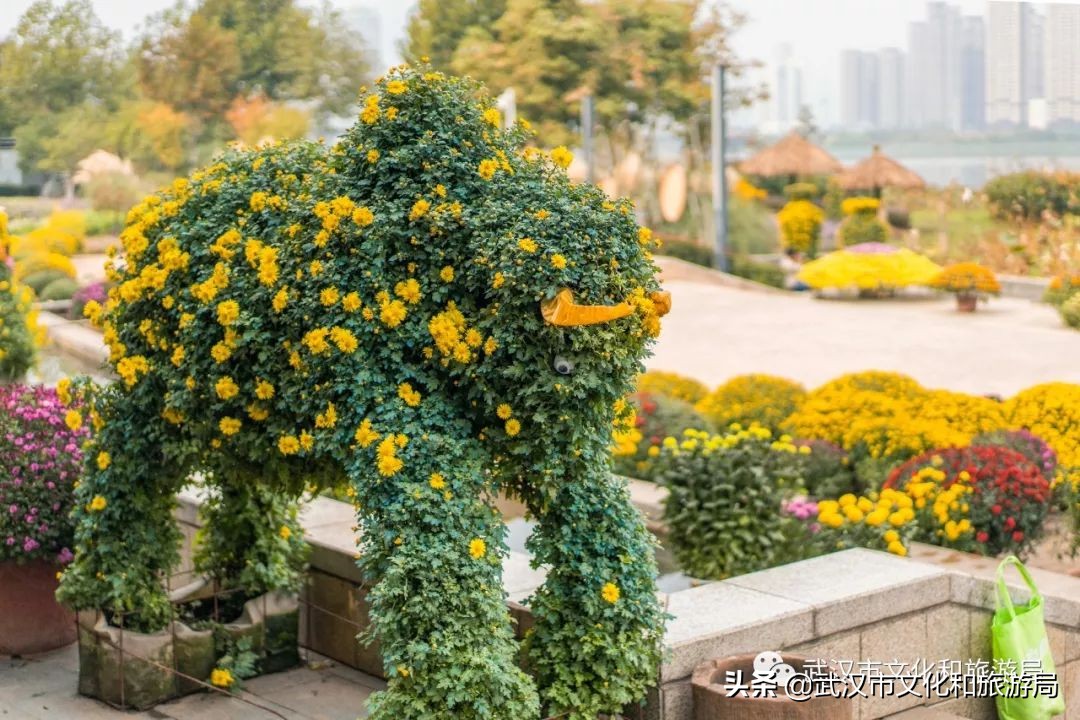 花点时间武汉东湖樱花园,武汉花点时间