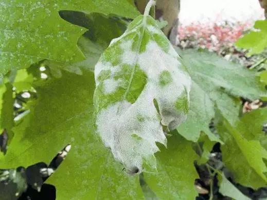 对付花白粉病的最好方法,黄粉病怎样治疗才能彻底根除