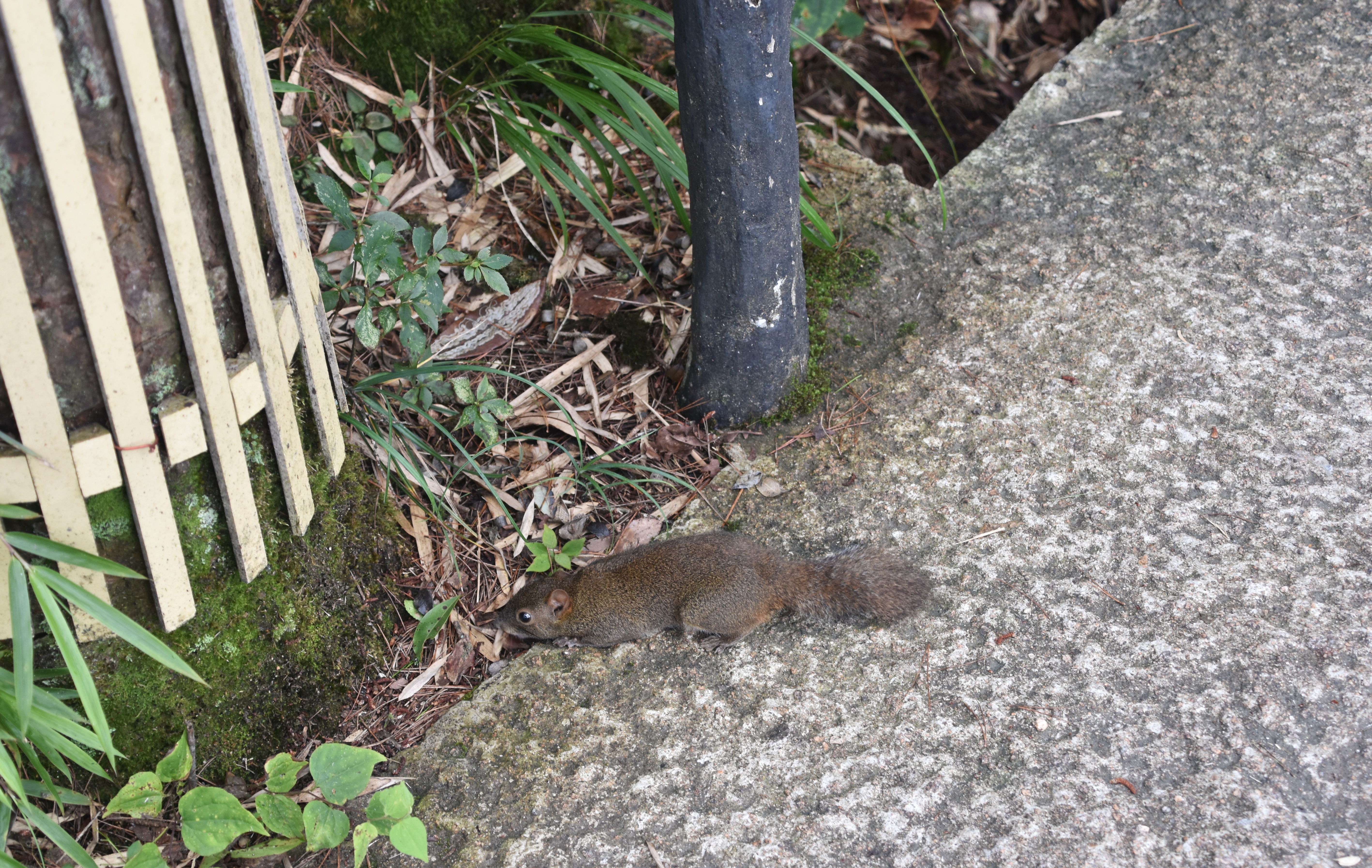大美中国之江西上饶三清山,江西上饶的三清山美景