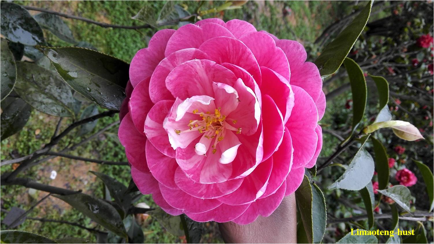 话说油茶树,山茶花油茶和茶梅的区别图片