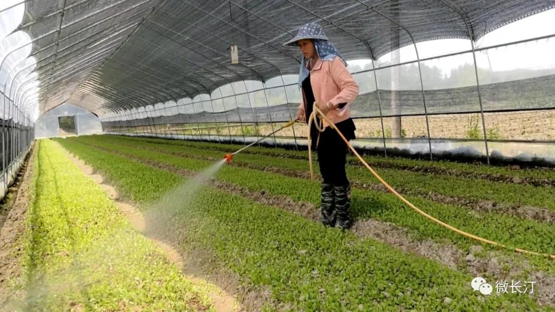 有特色接地气致富快长汀县涂坊镇激励性产业扶贫成效明显