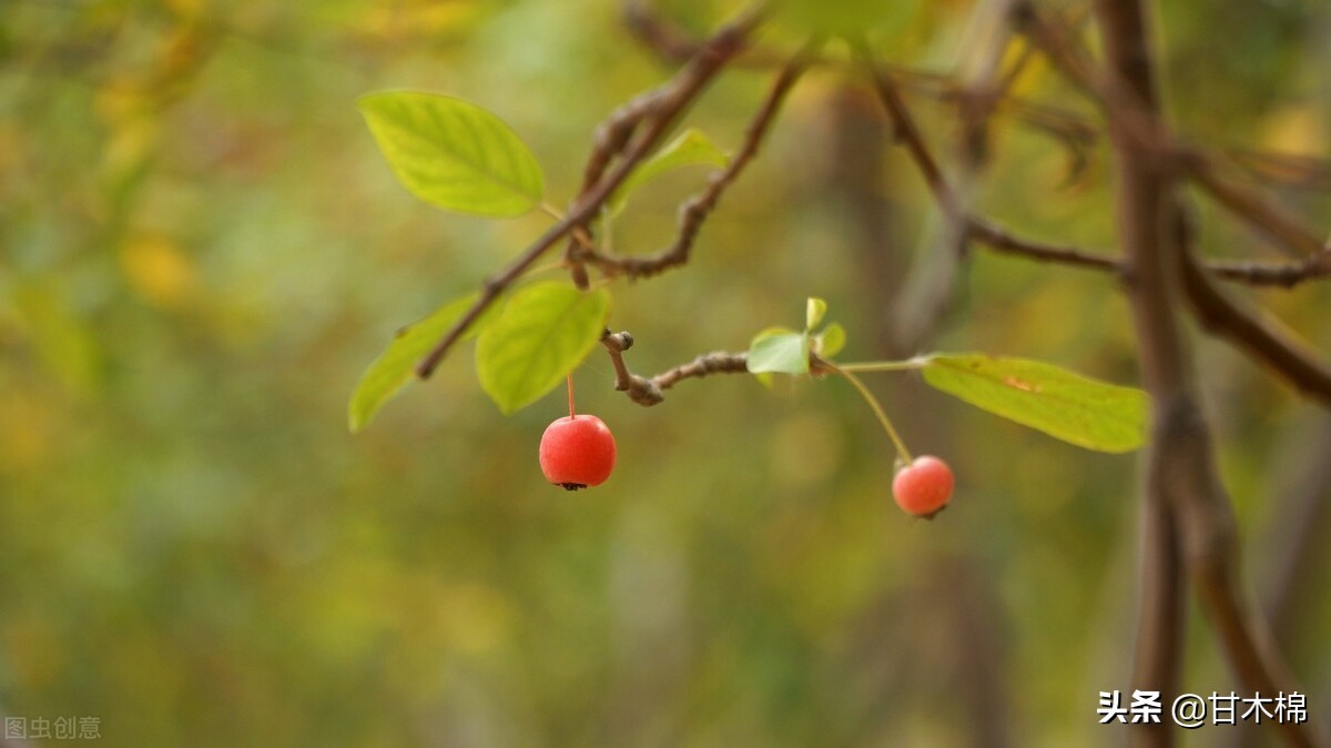 童年野果子,儿时的野果子总让人回味无穷