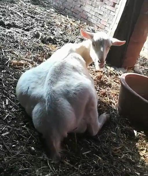 刚出生的小羊羔肿大怎么回事,刚生下的小羊羔涨肚子怎么回事