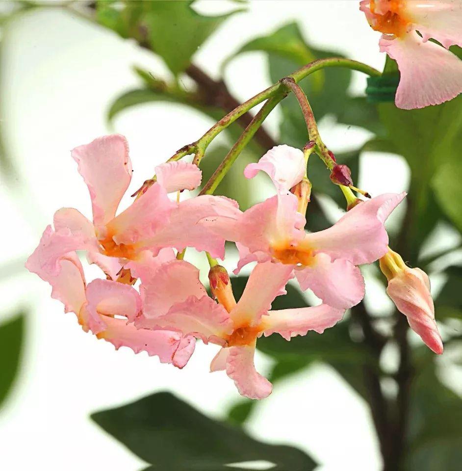 十大名贵花卉家庭盆栽易养活,5款艳美的花卉盆栽