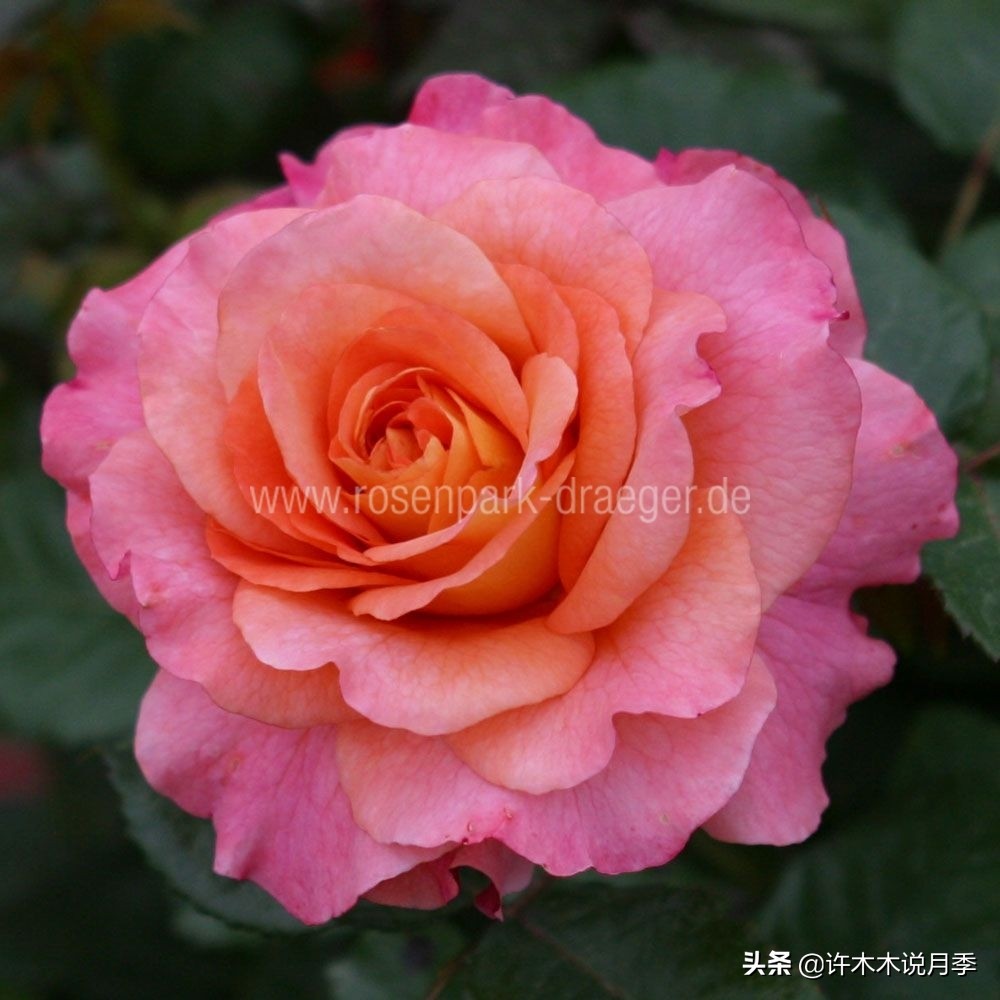 20款大花浓香的月季,好看好养四季开花的月季