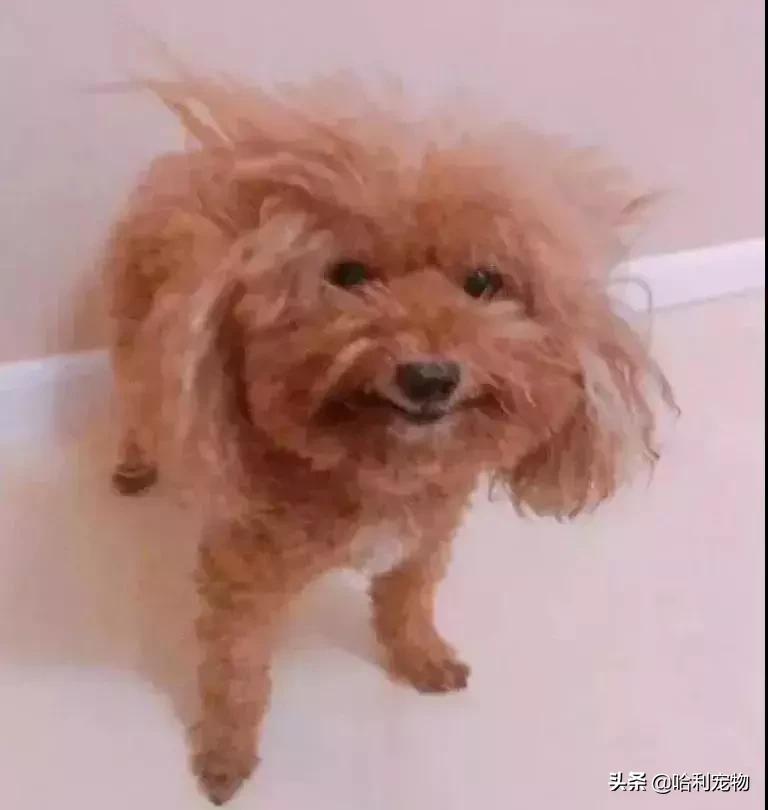 我家小泰迪有点八字腿,我家的小泰迪眼睛黑溜溜