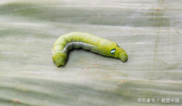 奶粉结块了有虫还能喝吗,为什么奶粉中有密密麻麻的小虫子