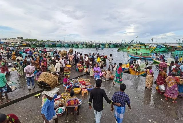 进博会印度今年有什么产品,印度人评进博会带货