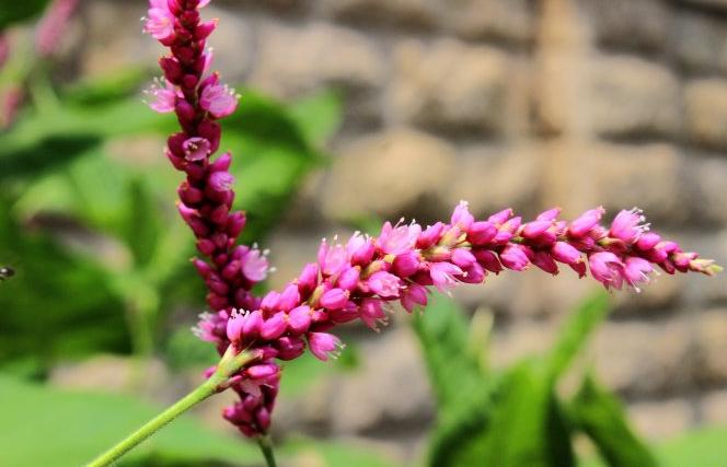 辣蓼草配方,正宗辣蓼草