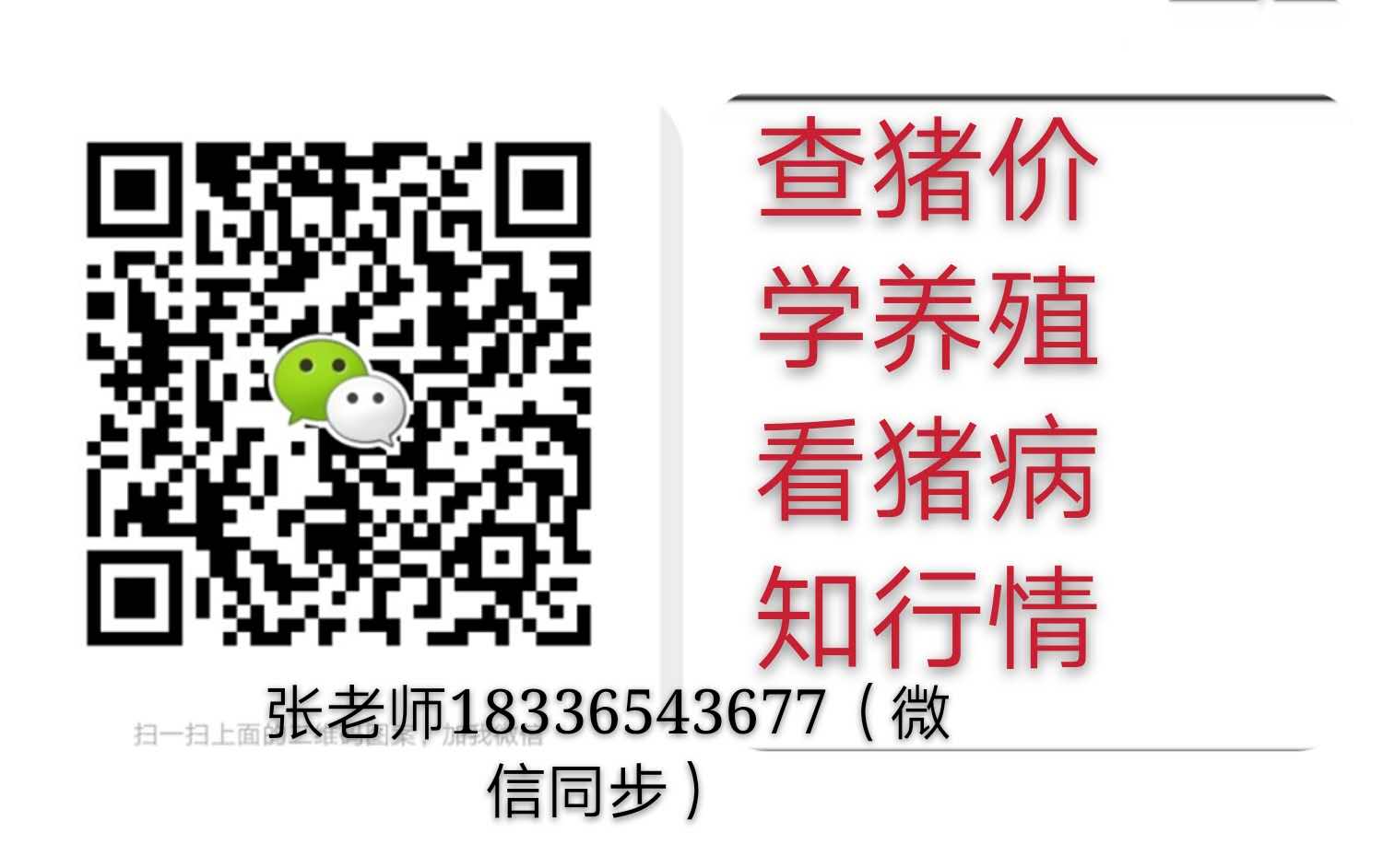 仔猪疝气最好的治疗方法,仔猪八字腿用什么胶布