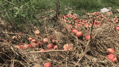 桃子价格暴跌,桃子价格28一斤