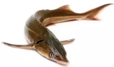 长江白鲟世界最大淡水鱼,中华鲟娃娃鱼