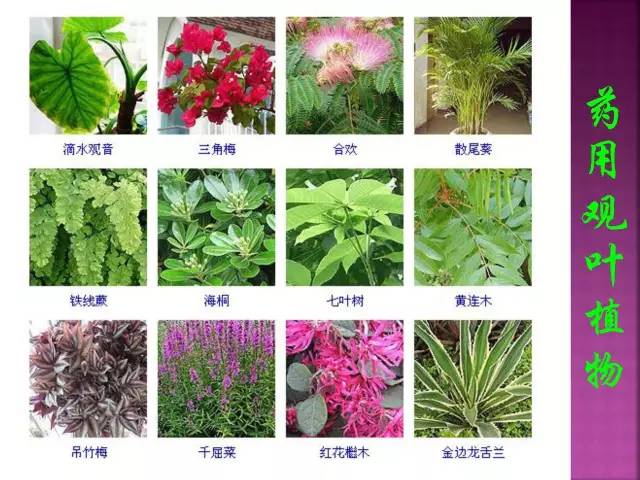 花卉大全500种观叶植物名称,1332种常见花卉植物图谱