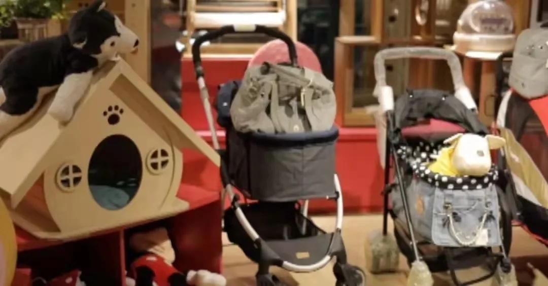 宠物生活馆盘点,北京人气宠物乐园推荐