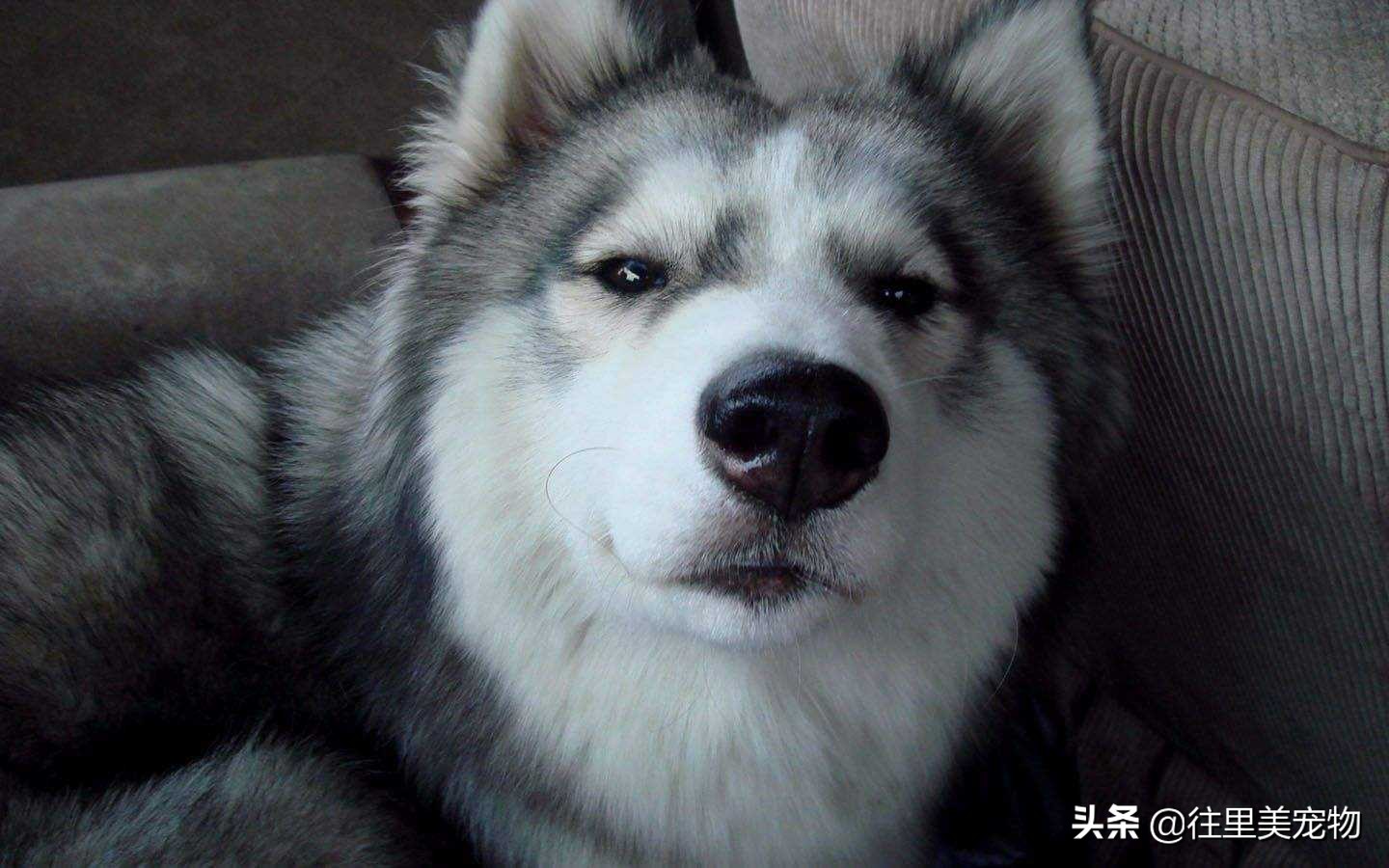 二哈哈士奇幼犬怎么养,二哈和哈士奇的区别视频讲解大全