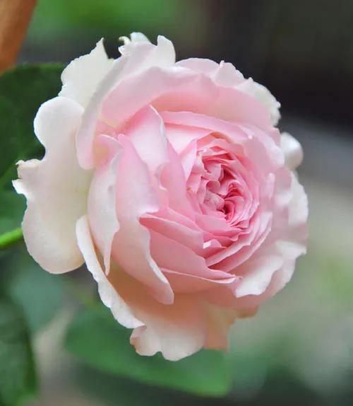 100种月季经典品种,100种经典月季品种