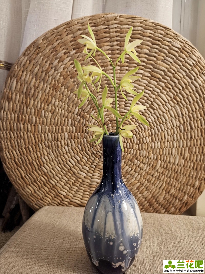 兰花是喜湿还是喜干怎么浇水,湿植料种兰花要马上浇水吗