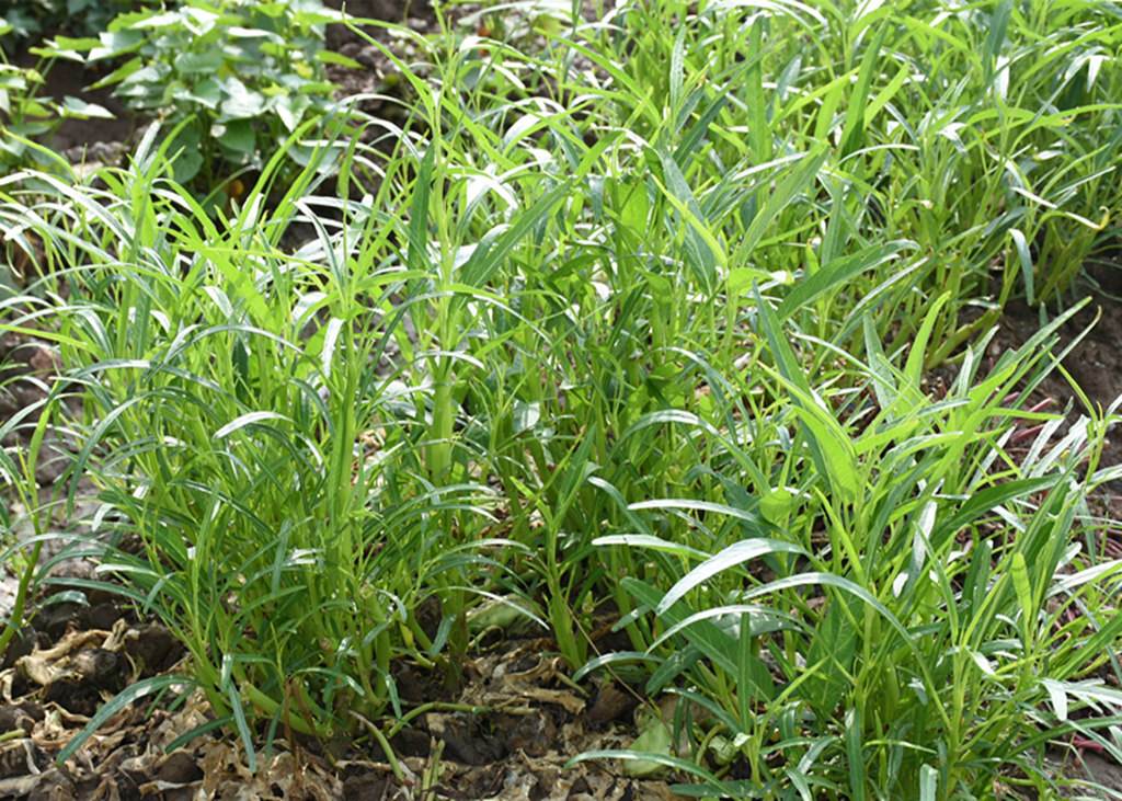 空心菜会生什么病有什么防治措施,空心菜茎腐病的防治