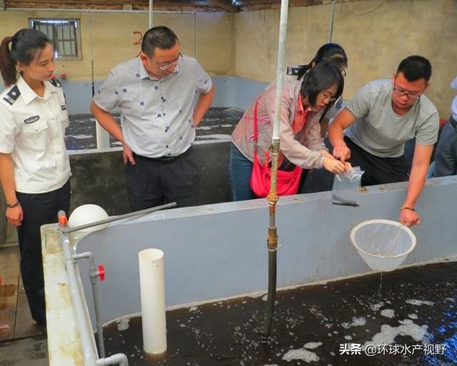 养虾的基本知识,养虾的技巧视频教程