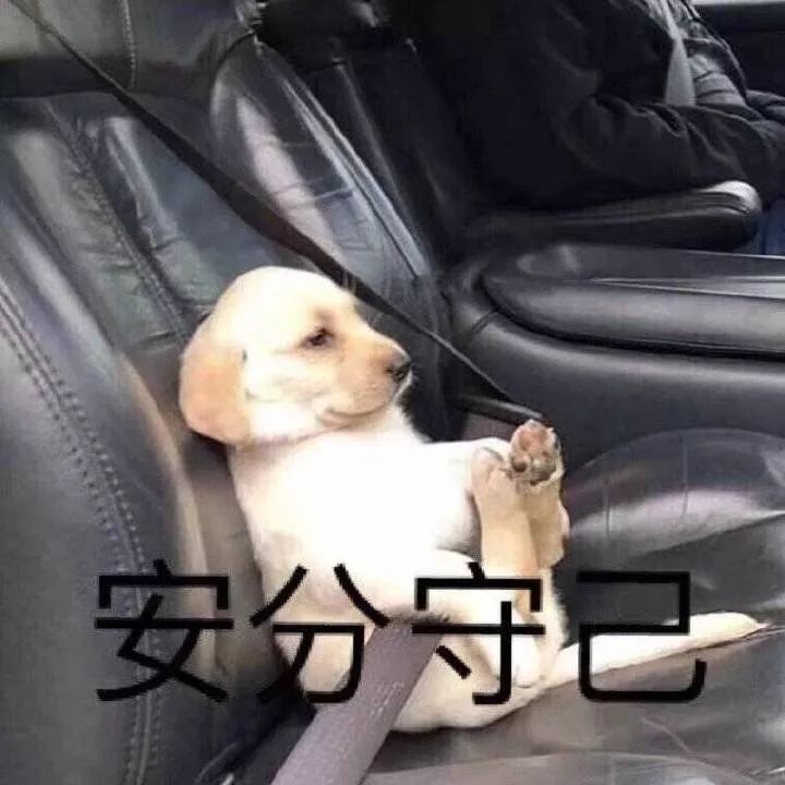 纯种狗怎么来的,怎样培育纯种狗