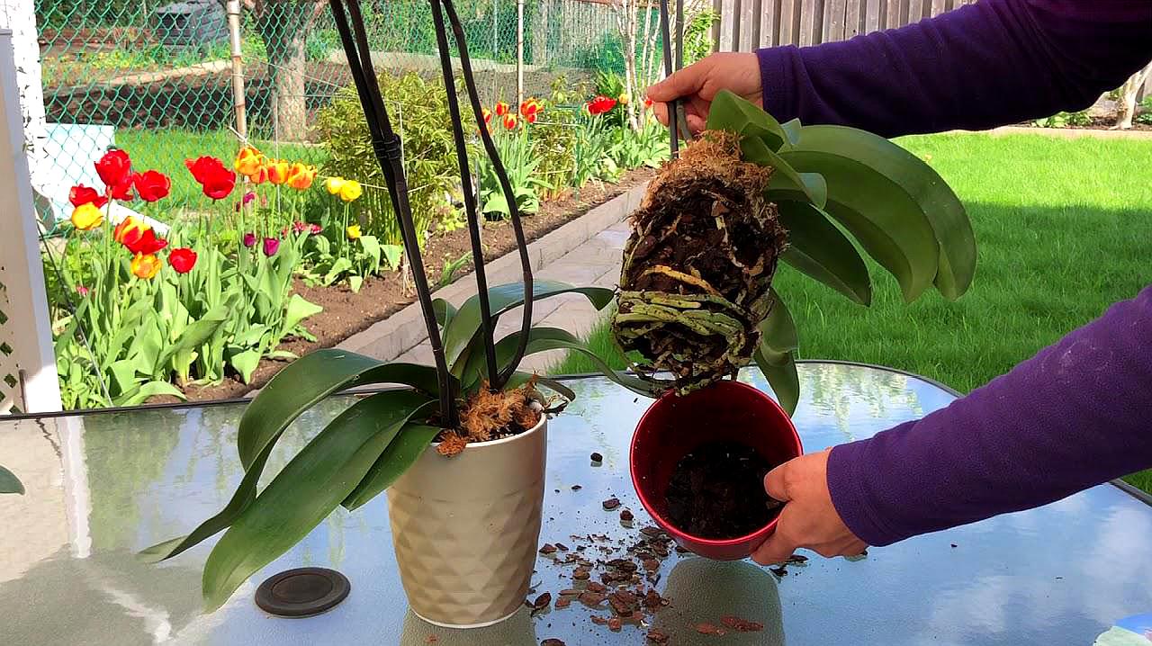 蝴蝶兰花开败了要扔掉吗,蝴蝶兰花谢了就扔