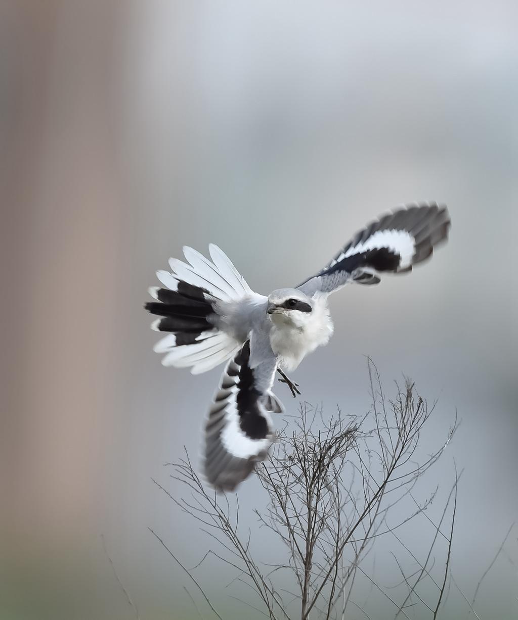 伯劳鸟与布谷鸟的区别,伯劳鸟和黄莺区别