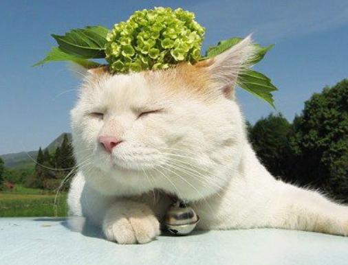 猫咪体内驱虫和体外驱虫能一起吗,猫咪体外驱虫为什么要禁食