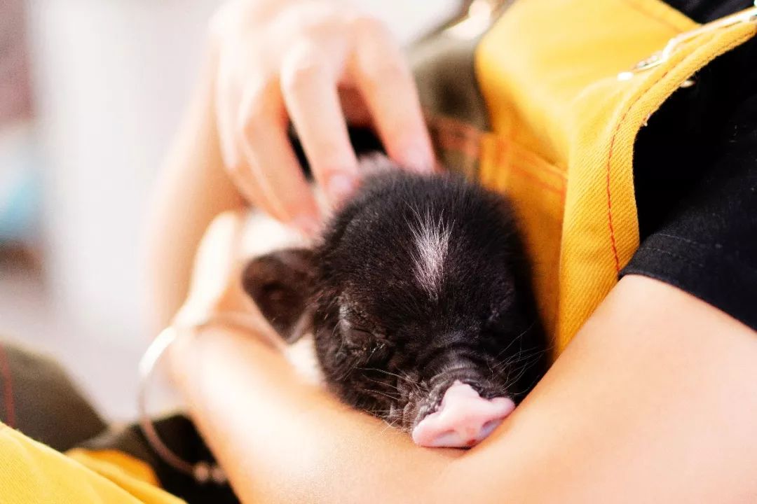 2019宠物排名,2022宠物排行榜