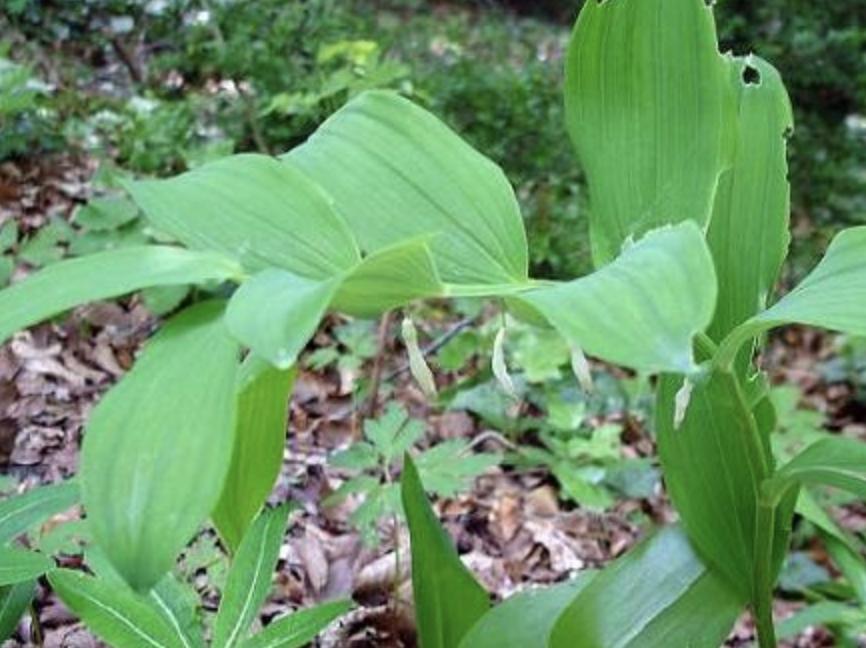 十大珍稀野生玉竹图片,树林里的珍贵药材