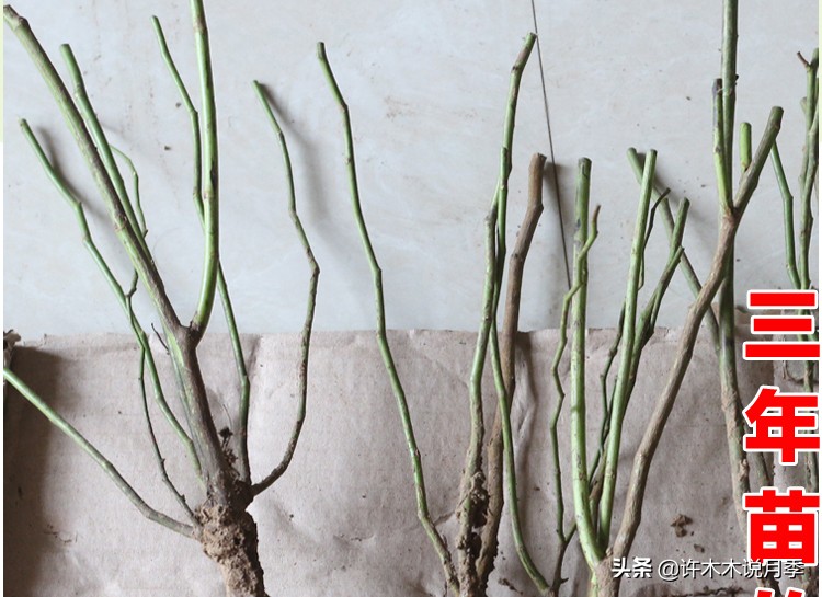 买月季还被骗？教你远离月季网购陷阱，辨别真伪拒绝蔷薇小白花