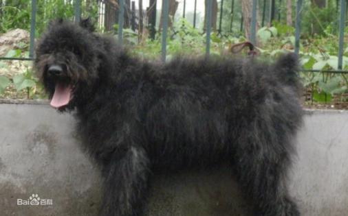 宠物狗大全免费观看,什么狗最好养又听话又聪明大型犬