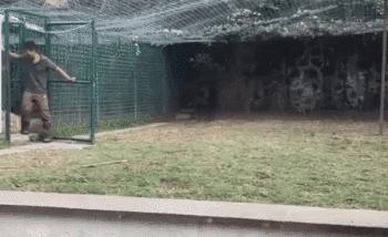 搞笑动图gif狗,搞笑动图gif猫咪