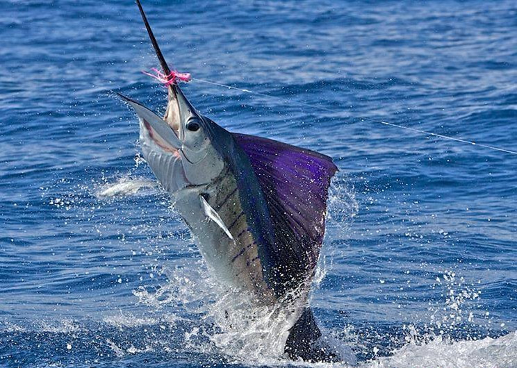 渔网是怎么织的,超级大的渔网捕捞视频