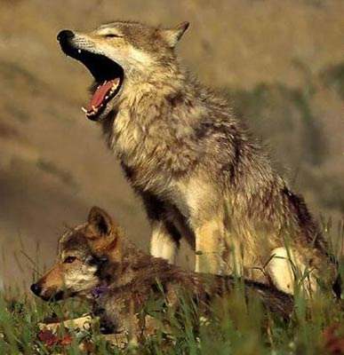 大规模蜻蜓出现什么现象,蜻蜓突然变多低空飞行是什么征兆