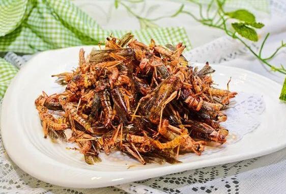 臭屁虫卖到450元一斤,臭屁虫能卖多少一斤