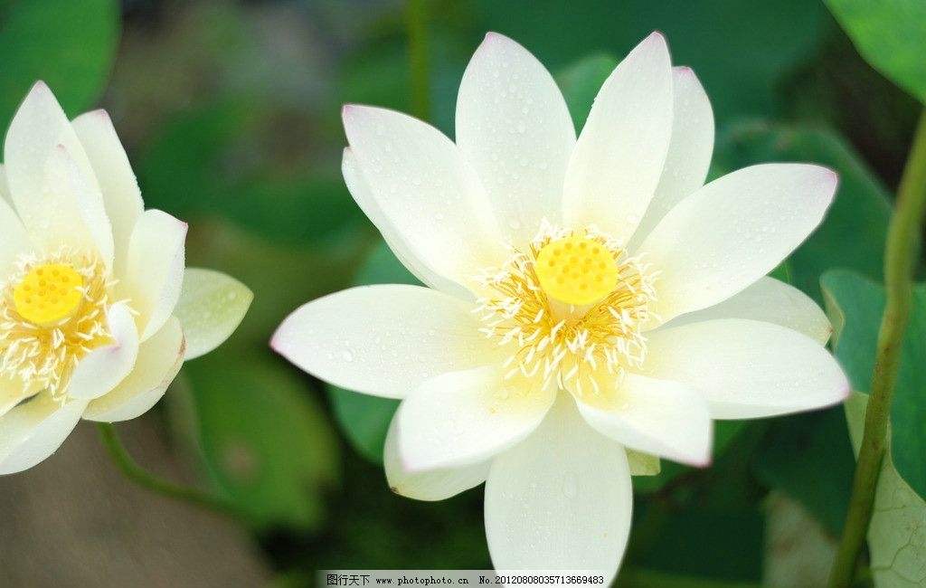 用思维导图学习语文三年级下册《荷花》，仿写《荷花》