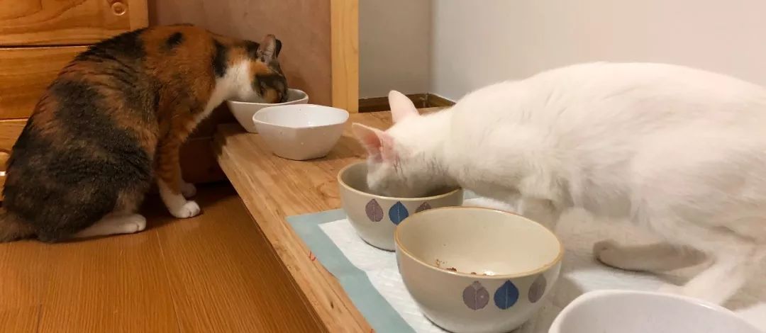 德国进口猫咪罐头,德国小李子猫咪主食罐头测评