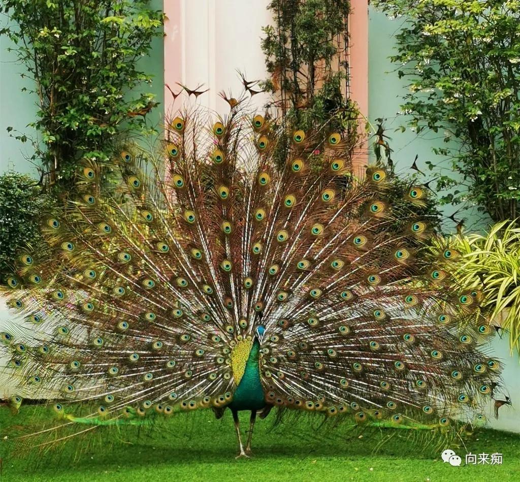 泰国三人行（二）之香艳芭提雅