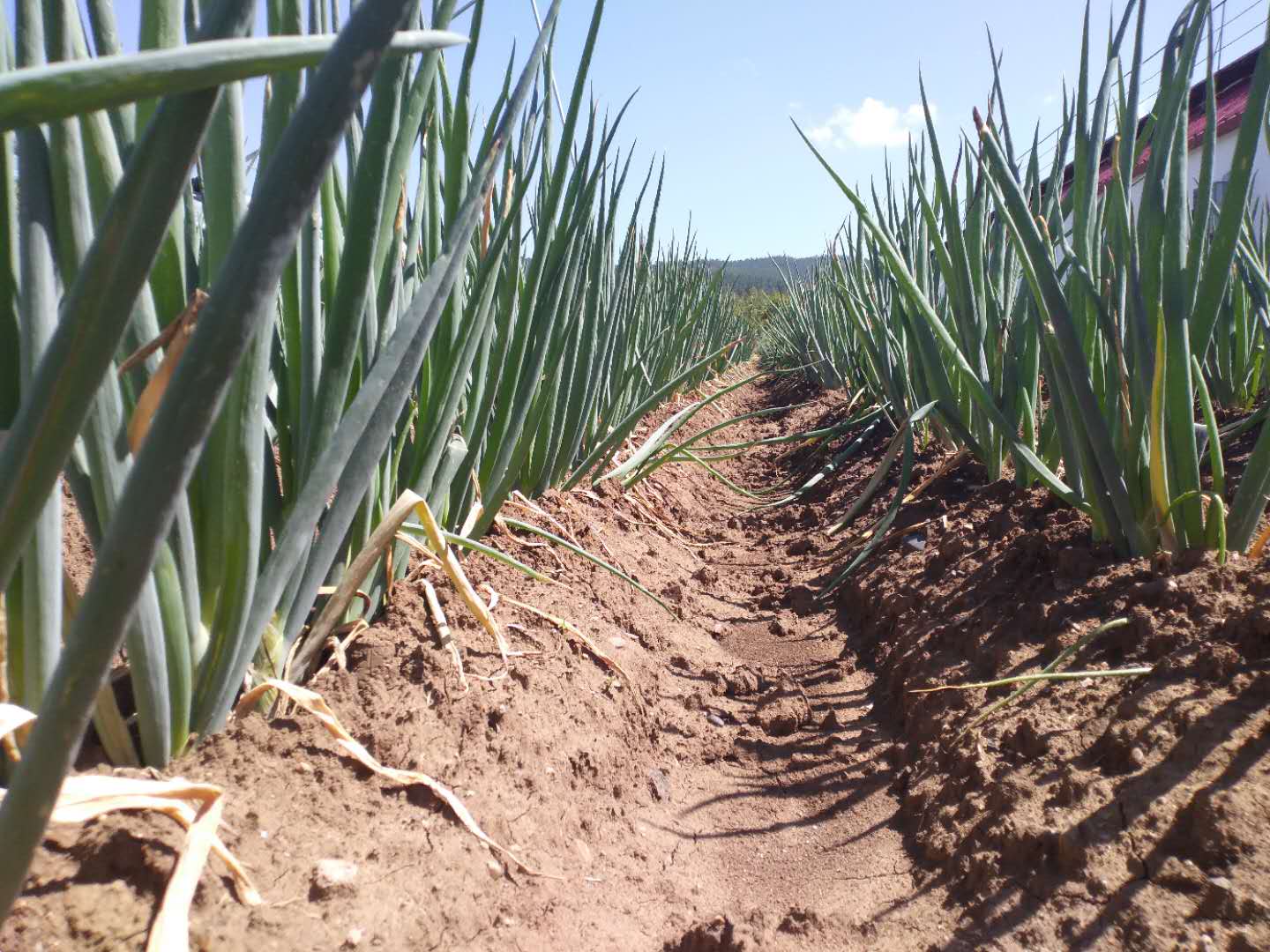大葱红锈病是怎么回事,大葱有黄锈病怎样治