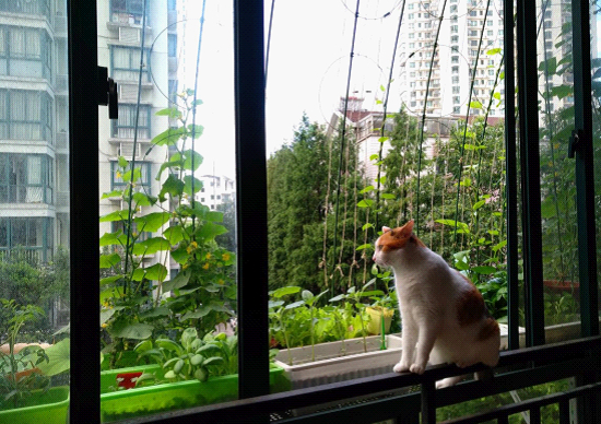 70后阳台种菜,70后学种菜