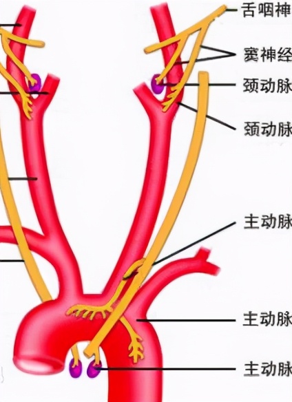 胸痛中心最常见的三种病,胸痛的四大杀手分别是什么