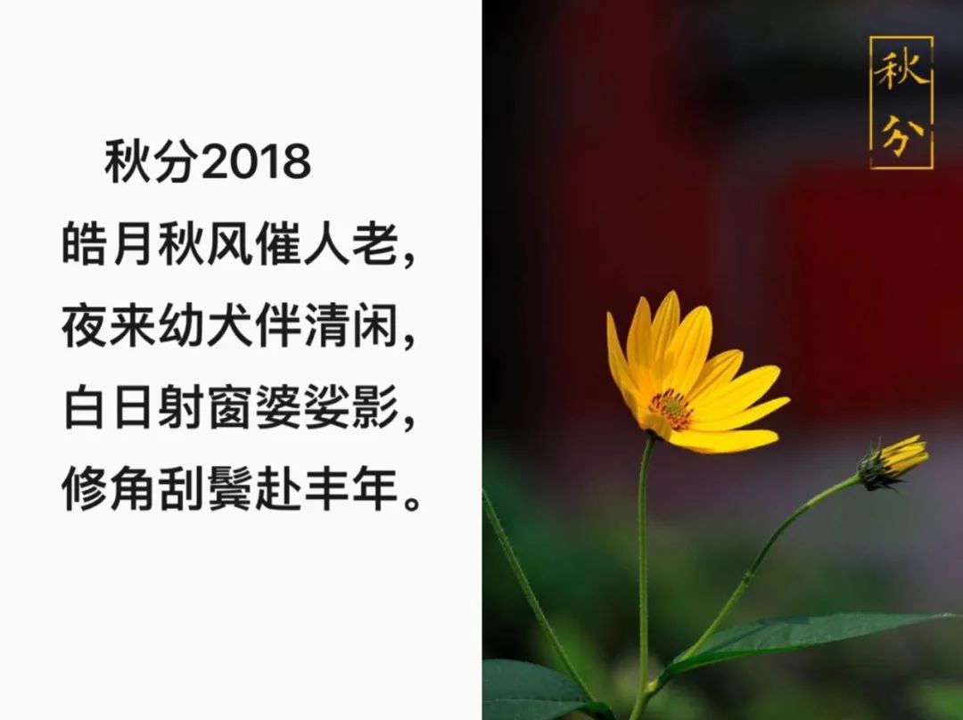 细细金风仲秋至，霜打披红几多情。今日秋分