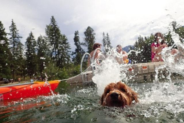 主人遛狗狗狗捡到流浪猫,主人和宠物狗在外散步碰到两只狗