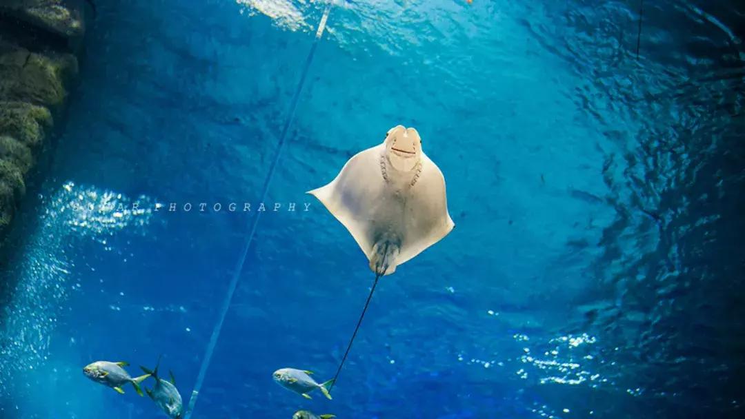 「亲子游」与万千海洋动物一起，夜宿探索极地海洋之美