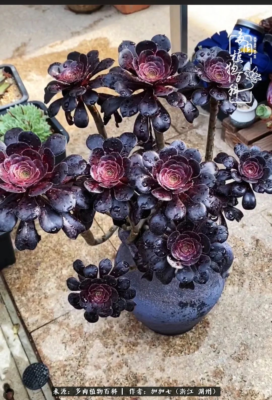 没根的法师夏天怎么养,五法师阵容