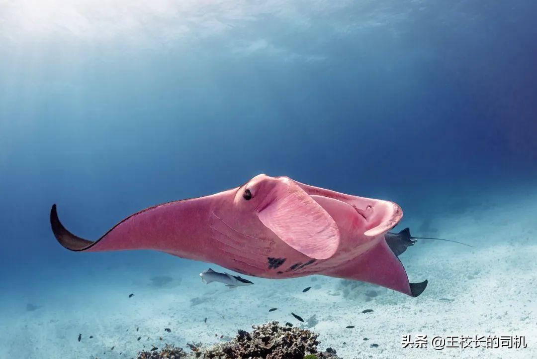 这12个网站,怎么可以这么好看